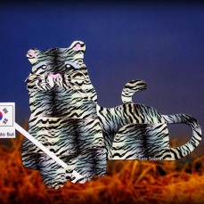 O tigre da Coreia do Sul, por Lais Sobral : www.flickr.com/photos/lais-sobral/